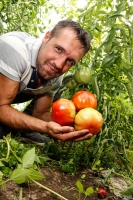 Grandios schmeckende Tomaten
