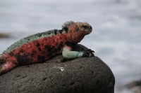 Wasserechsen gibt es nur auf Galapagos © FM Rohm