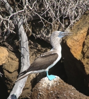 Wasserechsen gibt es nur auf Galapagos © FM Rohm