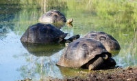 Riesenschildkröten auf Galapagos © FM Rohm